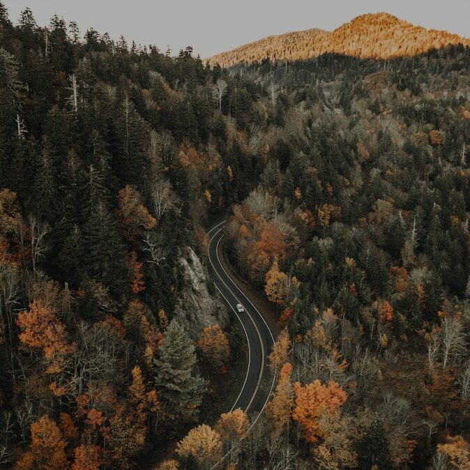 aerial photo of trees